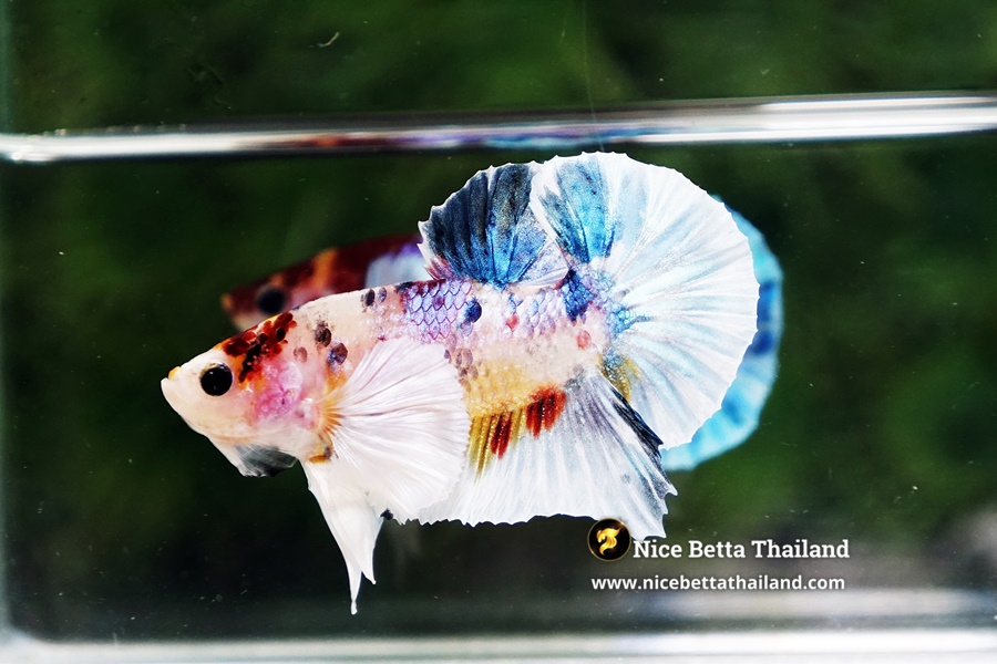 Investment Value of Dumbo Betta Fish