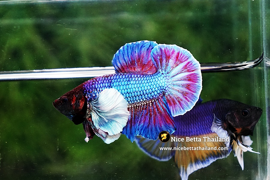 Lifespan of Dumbo Betta Fish