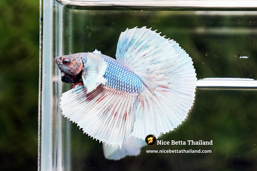 Long-Term Care Secrets for Dumbo Betta Fish