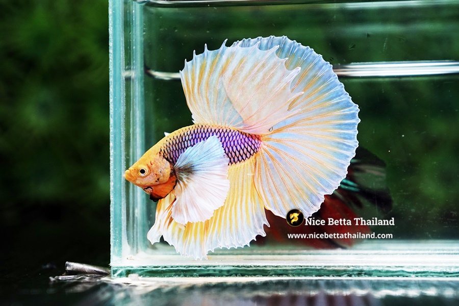 Premium Yellow Dumbo Betta Fish From Nice Betta Thailand