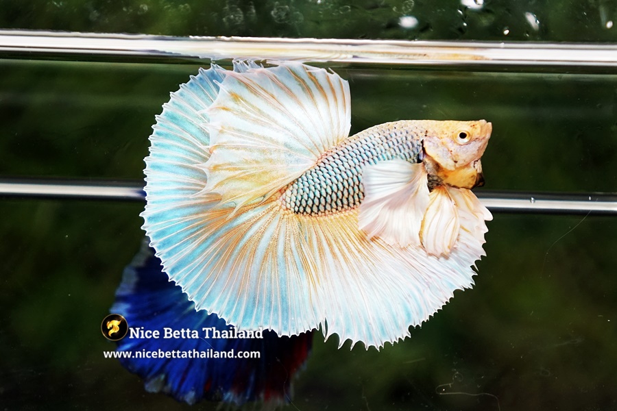 Raising Dumbo Betta Fry