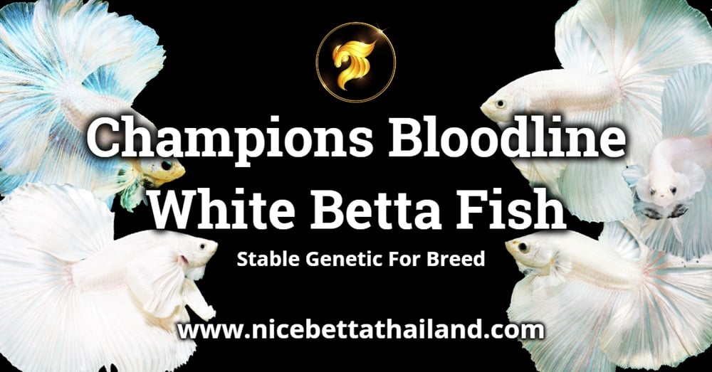 White Betta Fish _ Premium Quality from Nice Betta Thailand
