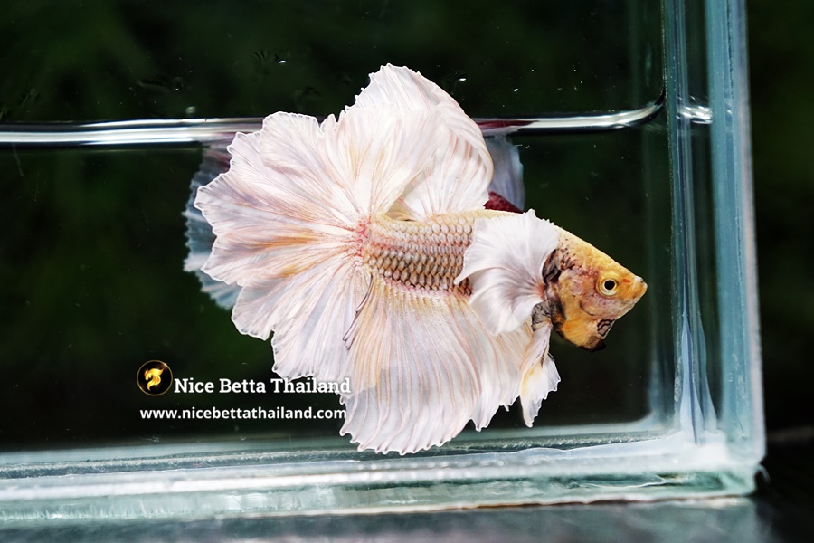 Why Buy Dumbo Betta Fish from Thailand