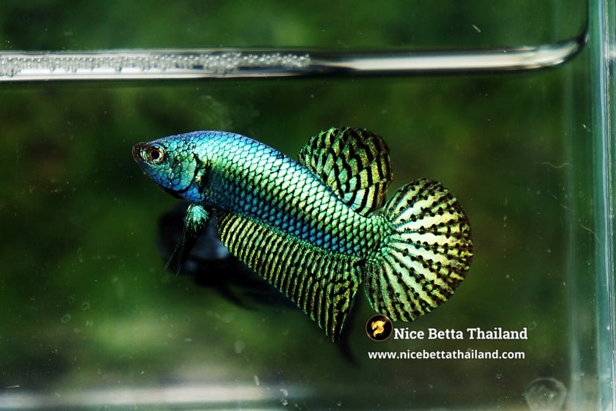 Wild Betta Fish Green Gold Hybrid