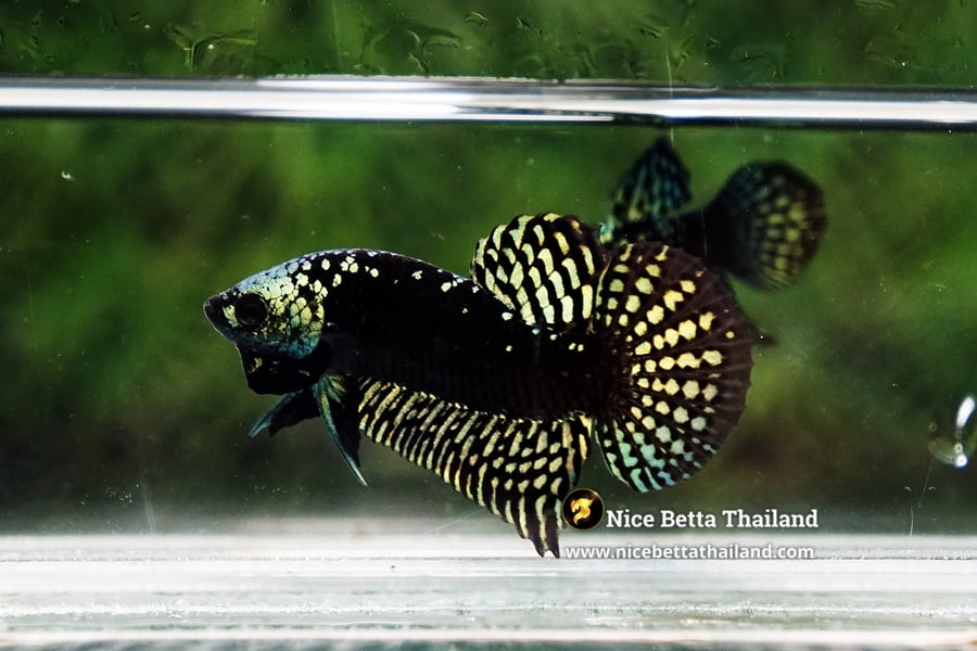Wild Betta Fish Hybrid Gold Green Alien Samurai (Ultra Rare)