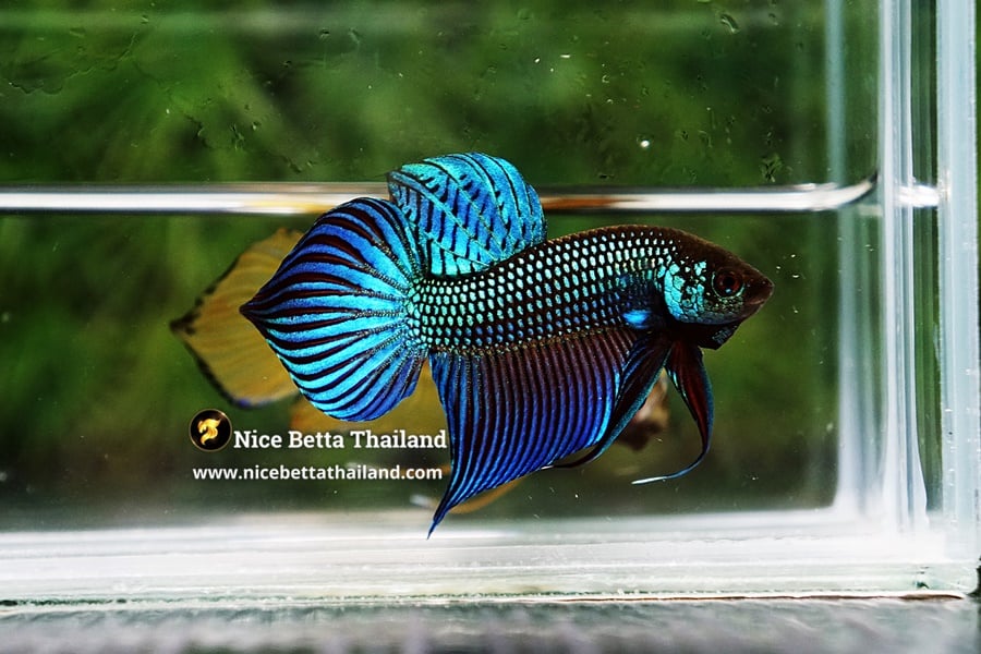 Wild Betta Fish Mahachainis Spade tail