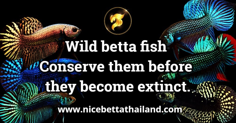 Wild betta fish Conserve them before they become extinct.