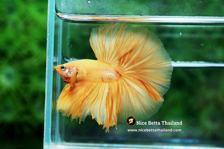 Yellow Betta Fish From Nice Betta Thailand