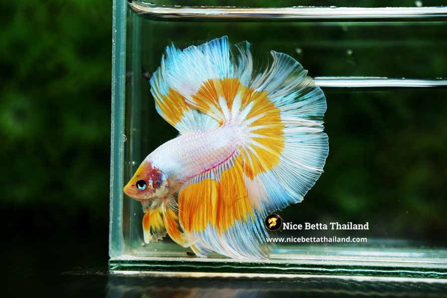 Yellow Butterfly Betta Fish From Nice Betta Thailand