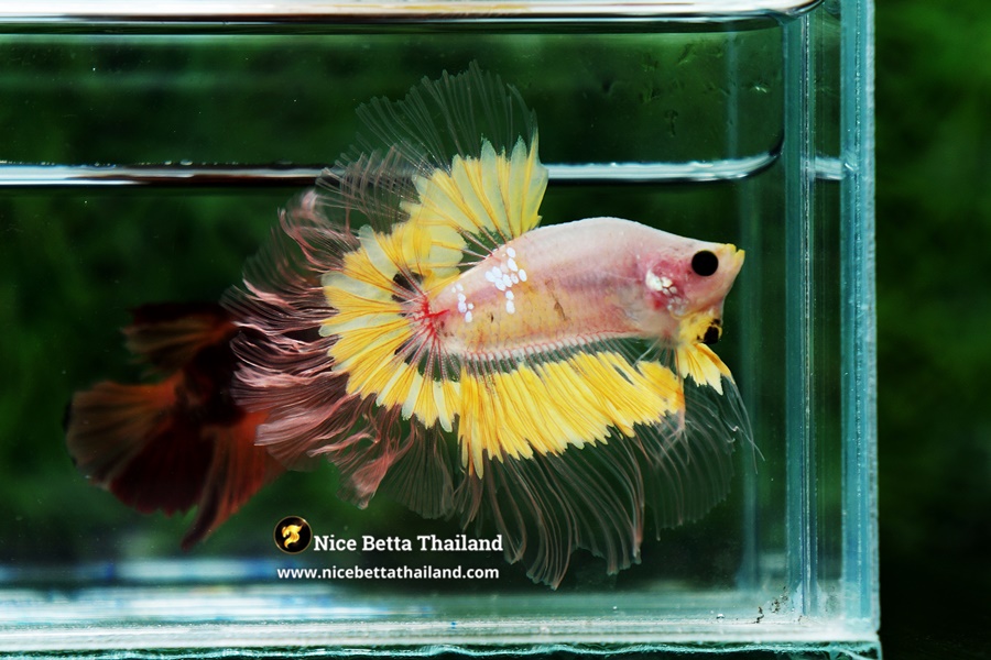 Yellow Koi Butterfly Betta Fish From Nice Betta Thailand