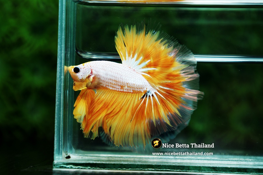 Yellow Snow Sky Hawk Betta Fish From Nice Betta Thailand