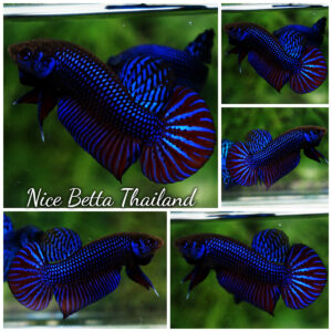 Wild betta fish Siam Imbellis