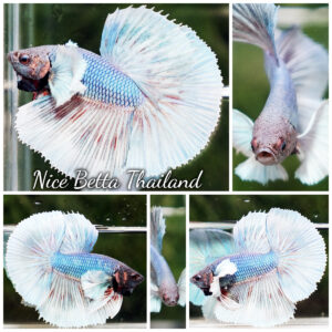 Betta Fish Dumbo Aurelion Frostwing HM