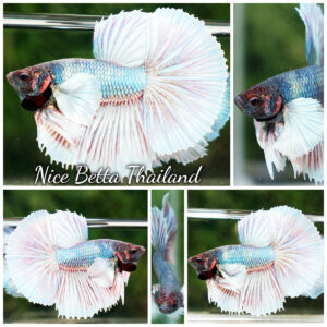 Betta Fish Lunaris Snowfall Dumbo HM