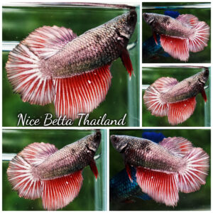 Betta Fish Female Hell Copper Ebony HM