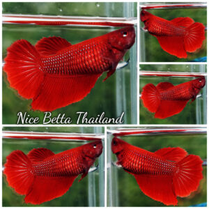 Betta Fish Red Eyes Black Net HM