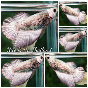 Betta Fish Female Full Helmet Sparkle Copper Angle HM