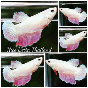 Betta Fish Female Metallic Pink Daimond Pony HM