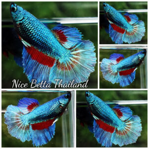 Betta Fish Female Chiangmai Peacock Blade HM
