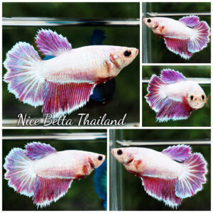 Betta Fish Female Metallic Purple Daimond Pony HM