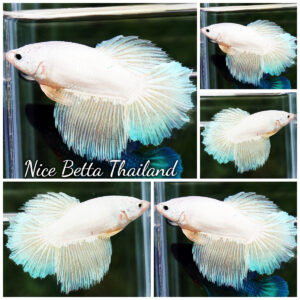 Betta Fish Female Snow Moon Dancer Rosetail HM