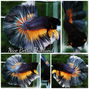 Betta Fish King Black Pumpkins Butterfly Hawk OHM (Large Size)