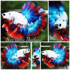 Betta Fish Siam Songkran Multi Tri-colors OHM