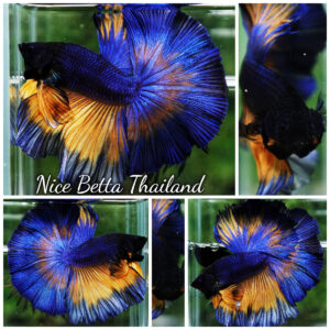 Betta Fish King Classic Blue Mustard Gas Sky Hawk OHM (Very Large)