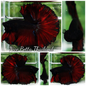 Betta Fish King Of Dark Vampire Sky Hawk (Large Size)