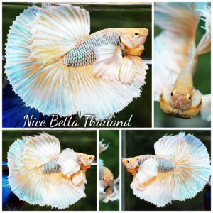 Betta Fish Yellow Metallic Pink Dumbo HM