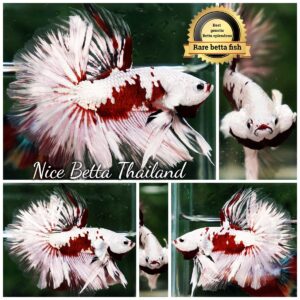 Betta Fish The Angel Vampire Platinum Warrior Rosetail OHM (Ultra Rare)