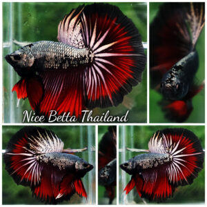 Betta Fish Hell Copper Black Ring OHM