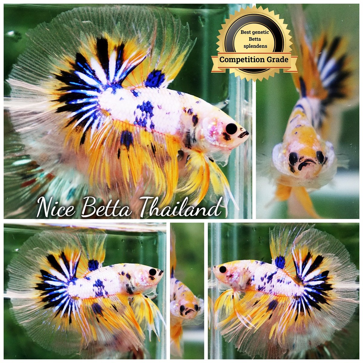 Betta Fish Fancy Luminex Sky Hawk OHM (Competition grade)