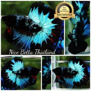 Betta Fish King Blue Black Star Avatar Black Ring (Rare)