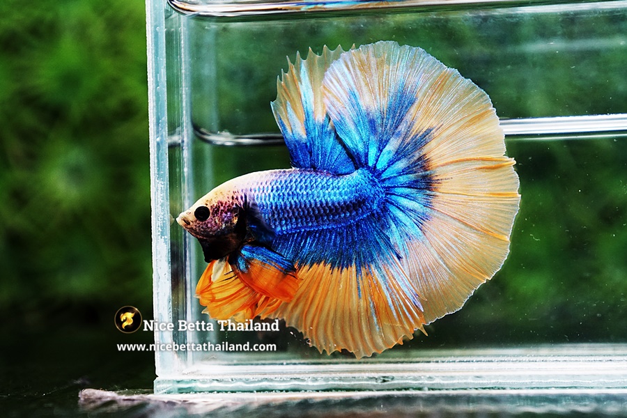King Grizzle Betta Fish By Nice Betta Thailand Genetic