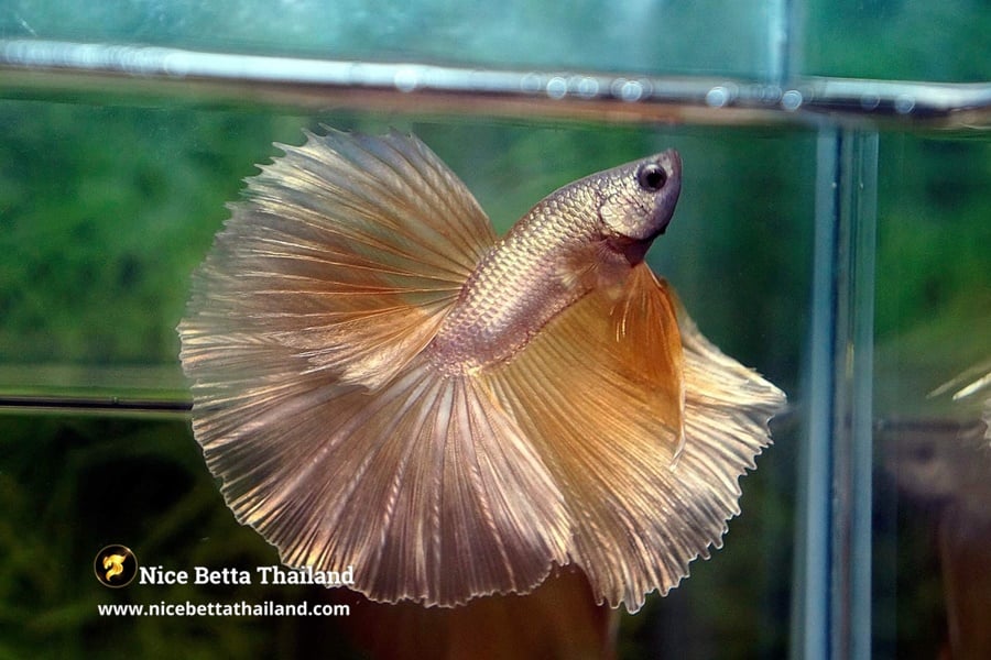 Premium King Gold Betta Fish from Nice Betta Thailand Genetic