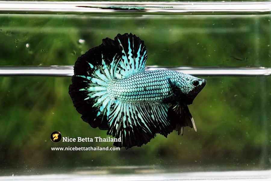 Green Alien Peacock Betta Fish By Nice Betta Thailand Genetic