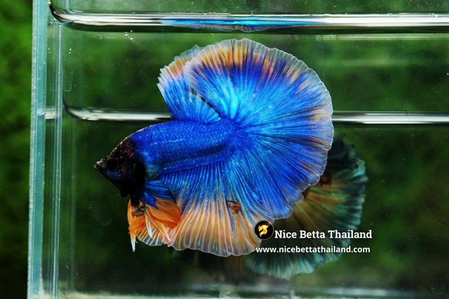 Grizzle Blue Over Half moon Betta Fish By Nice Betta Thailand Genetic