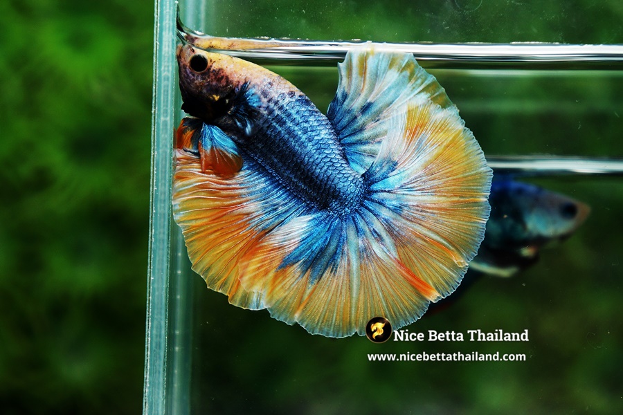 Classic Grizzle Betta Fish By Nice Betta Thailand Genetic