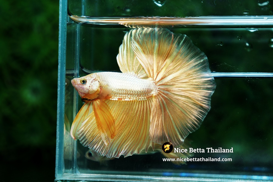 Sparkle Gold Metallic Betta fish Nice Betta Thailand Genetic