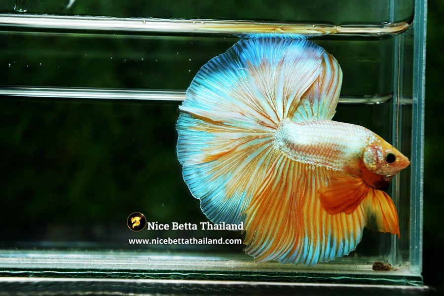 Grizzle Yellow Betta Fish By Nice Betta Thailand Genetic