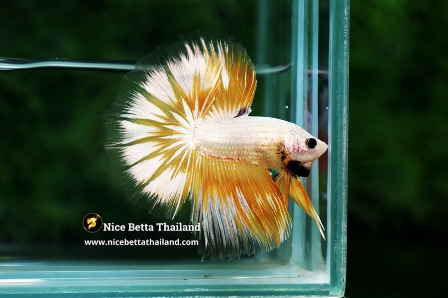 Gold Dragon Butterfly Betta Fish Nice Betta Thailand Genetic