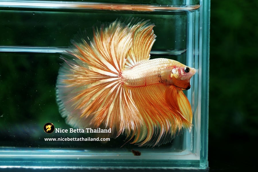 King Strong 24K Gold Betta Fish By Nice Betta Thailand Genetic