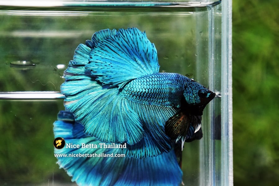 Solid Green Betta Fish By Nice Betta Thailand Genetic
