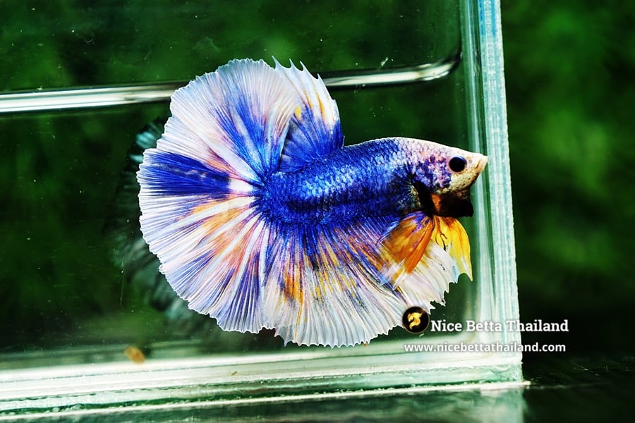 Blue Grizzle Betta Fish By Nice Betta Thailand Genetic