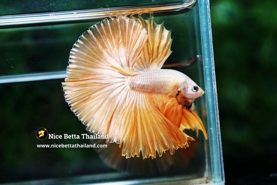 King Gold Dragon Betta Fish From Nice Betta Thialand Genetic