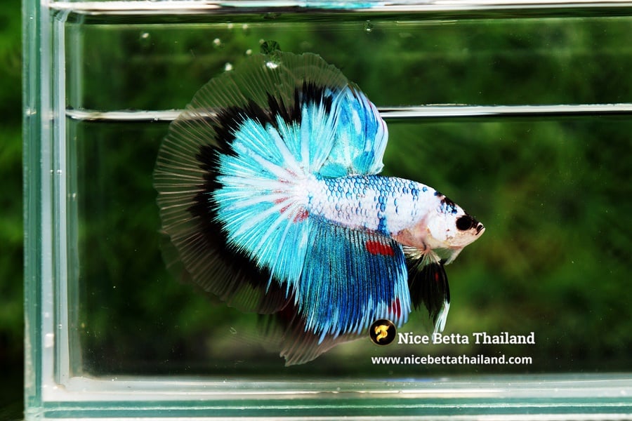 Fancy Green Betta Fish By Nice Betta Thailand Genetic