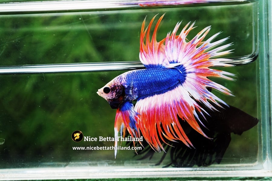 Grizzle Thailand Flag Betta Fish By Nice Betta Thailand Genetic