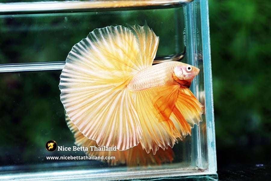 Classic Gold Betta Fish From Nice Betta Thailand Genetic