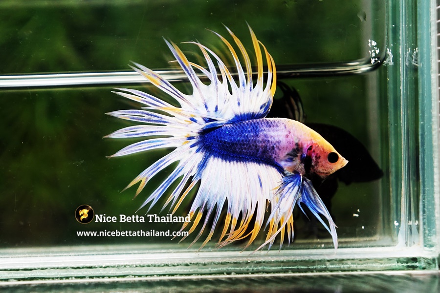 Grizzle Crowntail Betta Fish By Nice Betta Thailand Genetic